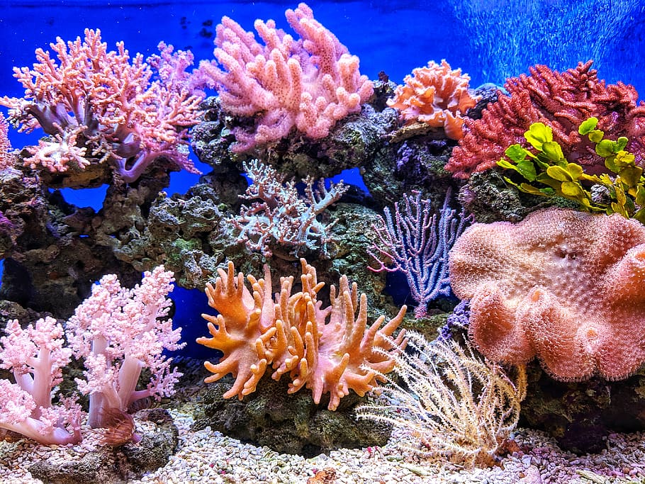 Arrecifes de coral y su blanqueamiento